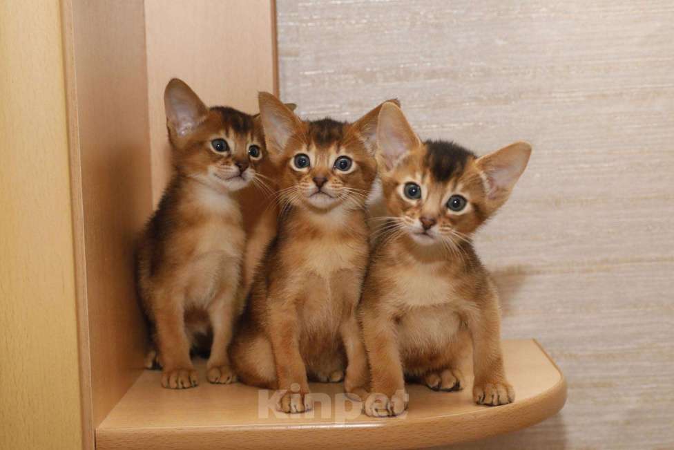 Кошки в Калаче-На-Доне: Абиссинские котята, 25 000 руб. - фото 1