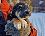 Собаки в Новосибирске: Щенок Стёпа  3 мес. Средний размер. Привит. Паспорт. Мальчик, Бесплатно - фото 7