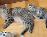 Кошки в Нижнем Новгороде: Продю породистого шотландского прямоухого котика Мальчик, 10 000 руб. - фото 4