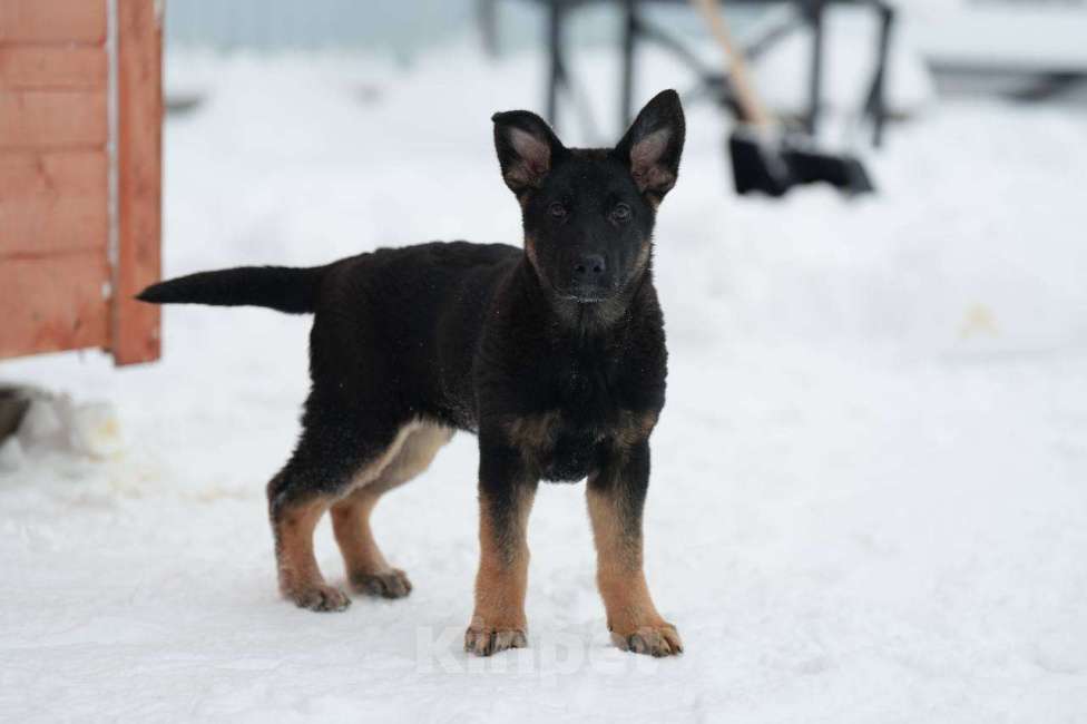 Собаки в Липецке: Щенок ВЕО Девочка, 35 000 руб. - фото 4