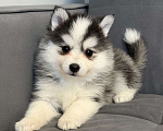 Собаки в Санкт-Петербурге: Девочка Помски Девочка, 60 000 руб. - фото 2