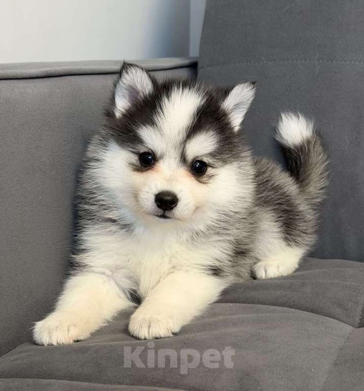 Собаки в Санкт-Петербурге: Девочка Помски Девочка, 60 000 руб. - фото 2