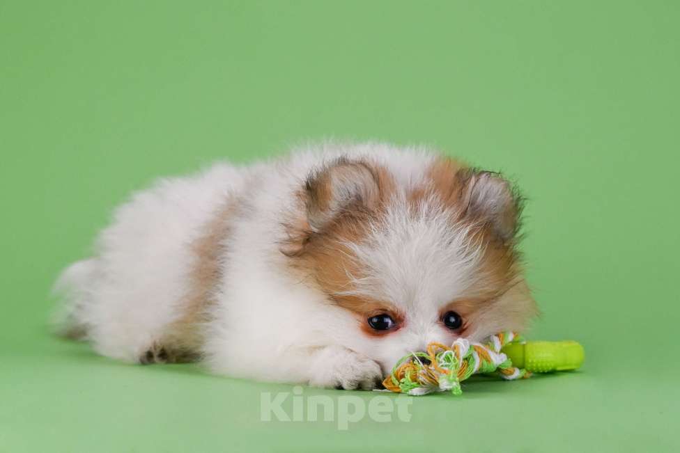 Собаки в Ростове-на-Дону: Продается мальчик померанского щпица от высокопородных родителей. Мальчик, 35 000 руб. - фото 10