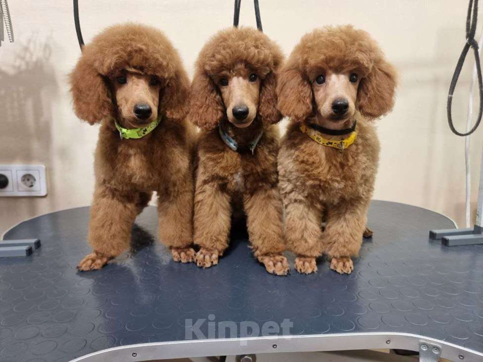 Собаки в Красноярске: Щенки миниатюрного рыжего пуделя Девочка, Бесплатно - фото 10