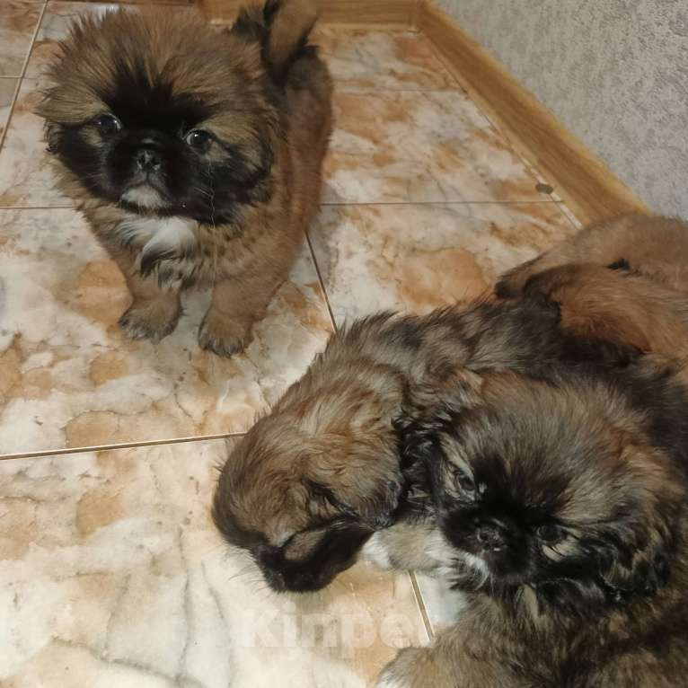 Собаки в Алуште: Малыши пекинесики  Мальчик, 10 000 руб. - фото 4