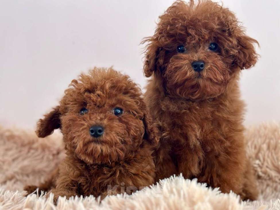 Собаки в Красноярске: Тикап, пудели Китай. Девочка, 130 000 руб. - фото 1