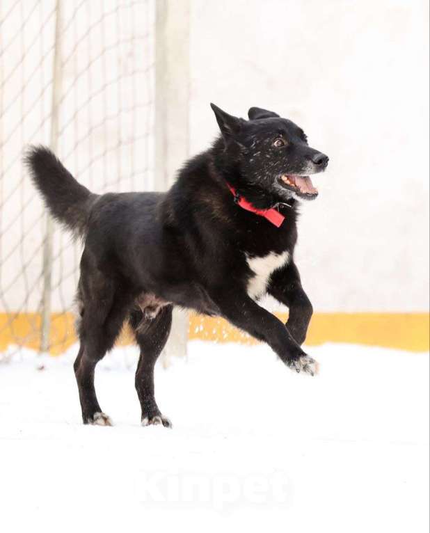 Собаки в других городах Московской области: Черныш или просто Дедуся Мальчик, Бесплатно - фото 2