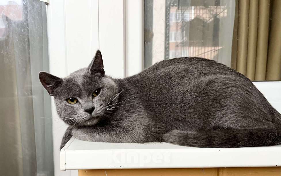 Кошки в Москве: Красивый молодой котик Сержант в добрые руки Мальчик, Бесплатно - фото 6