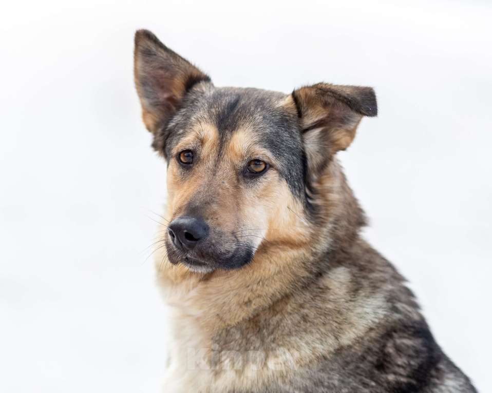 Собаки в других городах Московской области: Ищет дом жизнерадостная Нева Девочка, Бесплатно - фото 6