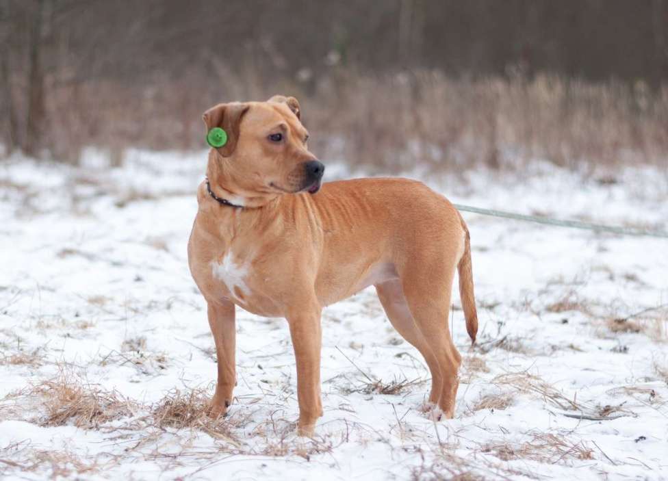 Собаки в Ногинске: Молодая собака Тайса ищет дом. Девочка, Бесплатно - фото 9