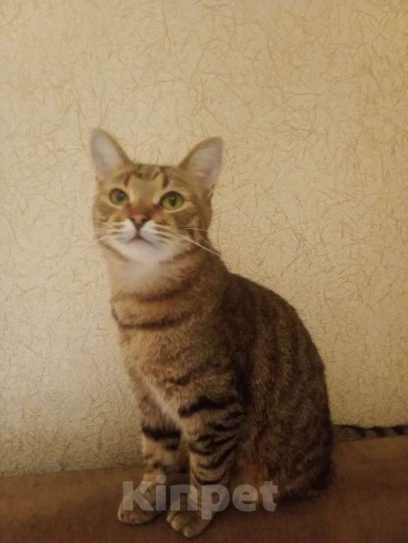 Кошки в Пензе: Отдам бесподобного кота Мальчик, Бесплатно - фото 3