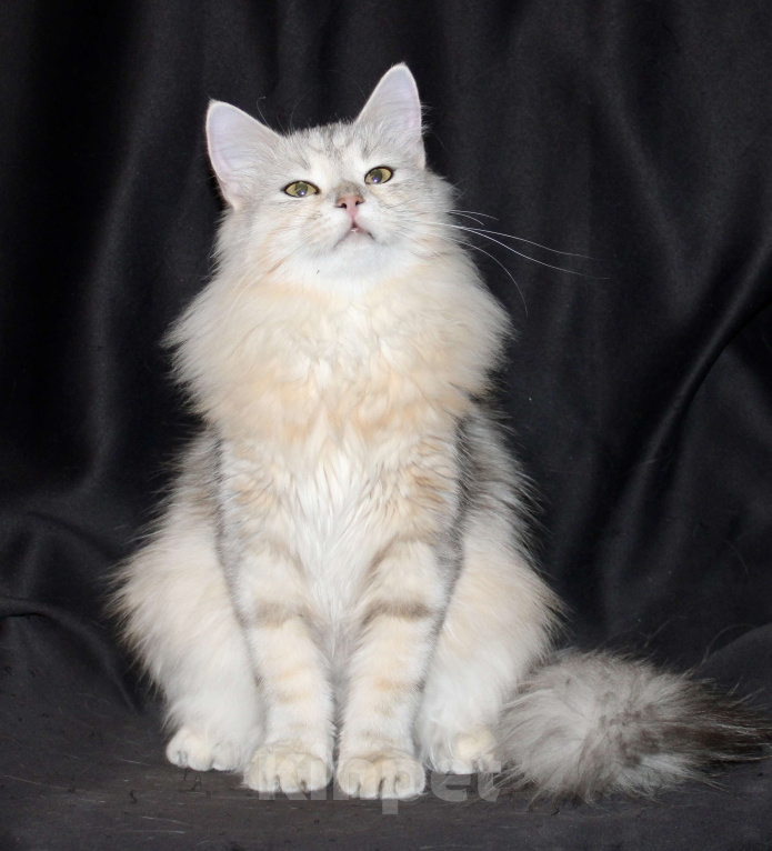 Кошки в Тюмени: Сибирский котёнок Девочка, 15 000 руб. - фото 3