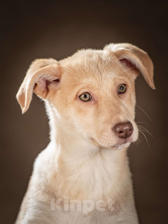 Собаки в Клине: Мейбл — нежная малышка, которая готова подарить вам всю свою любовь Девочка, Бесплатно - фото 5