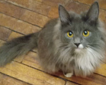 Кошки в Москве: Серенькая с белым  маленькая сибирячка Девочка, 15 000 руб. - фото 1