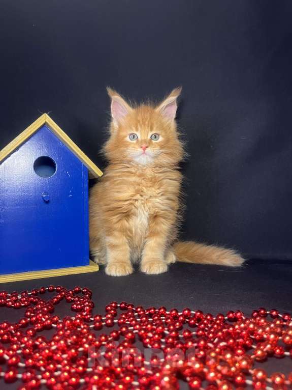 Кошки в Ярославле: Кот Мальчик, 80 000 руб. - фото 1