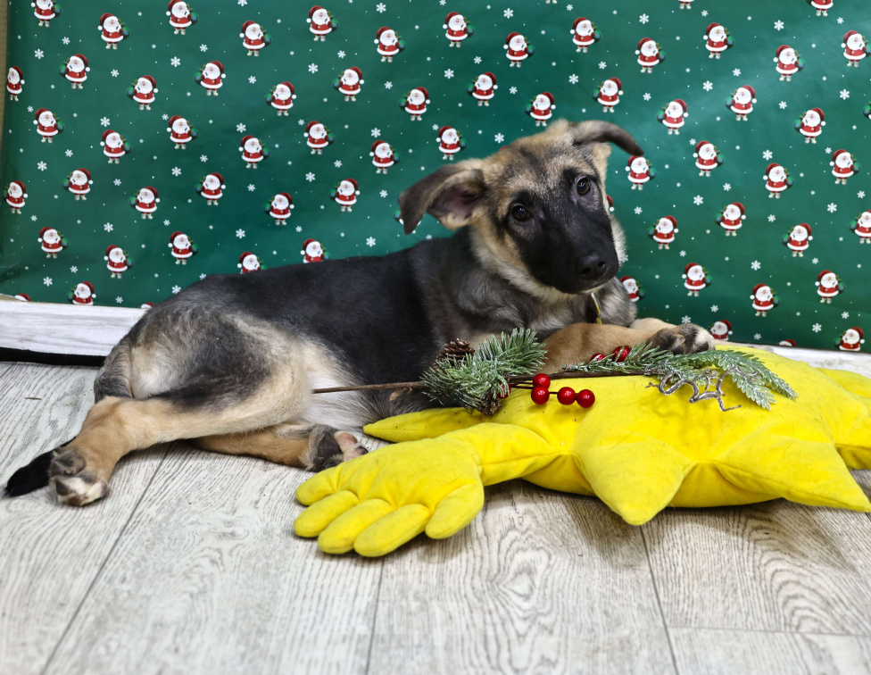 Собаки в Москве: Щенки бесплатно в Москве Девочка, Бесплатно - фото 1