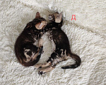 Кошки в Ростове-на-Дону: Бенгальские котята Девочка, 13 000 руб. - фото 9