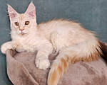 Кошки в Мытищах: Котёнок Мейн-кун Мальчик, 30 000 руб. - фото 4