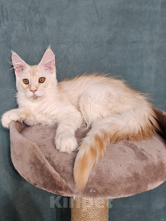 Кошки в Мытищах: Котёнок Мейн-кун Мальчик, 30 000 руб. - фото 4