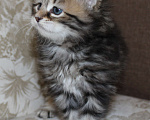 Кошки в Медвежьегорске: LUKA ANGELUR*RU Мальчик, 50 000 руб. - фото 4