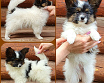 Собаки в Перми: Бишенели Орешек Крепкий  Мальчик, 70 000 руб. - фото 2
