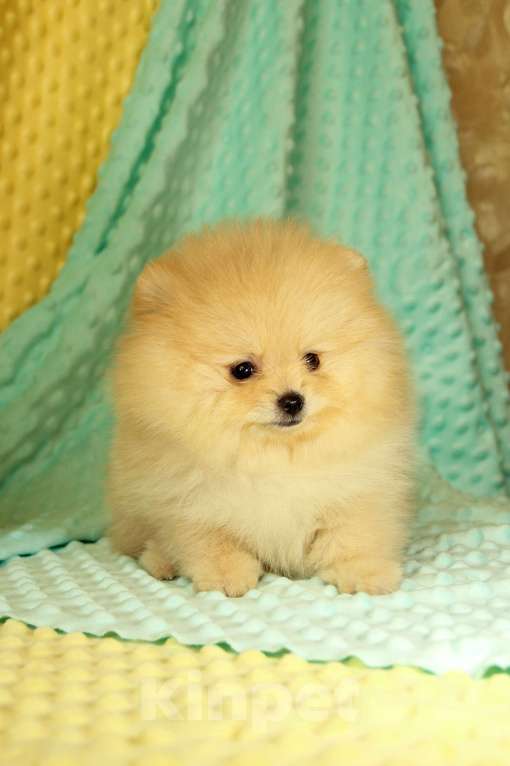 Собаки в Москве: Померанский шпиц Девочка, 60 000 руб. - фото 1