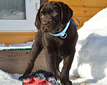 Собаки в Санкт-Петербурге: Шикарные малыши лабрадора из племенного питомника Мальчик, 70 000 руб. - фото 3