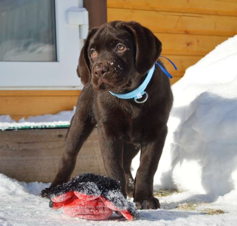 Собаки в Санкт-Петербурге: Шикарные малыши лабрадора из племенного питомника Мальчик, 70 000 руб. - фото 3