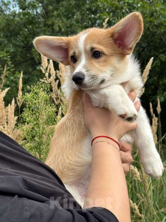 Собаки в других городах Тверской области: Щебетунья Птичка из Дома Левшовой Девочка, 50 000 руб. - фото 2