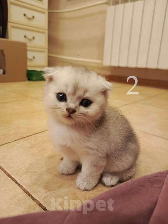 Кошки в Москве: Продам Шотландских вислоухих котят Девочка, 10 000 руб. - фото 5