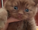 Кошки в Владивостоке: Британский котёнок. Питомник. Мальчик, 60 000 руб. - фото 4