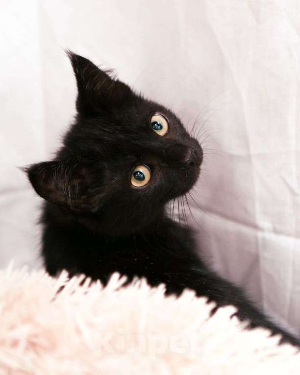 Кошки в Москве: Маленькая Кари ищет дом Девочка, Бесплатно - фото 3