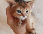 Кошки в Новосибирске: продам абессинку честокровную без д-в Девочка, 30 000 руб. - фото 1