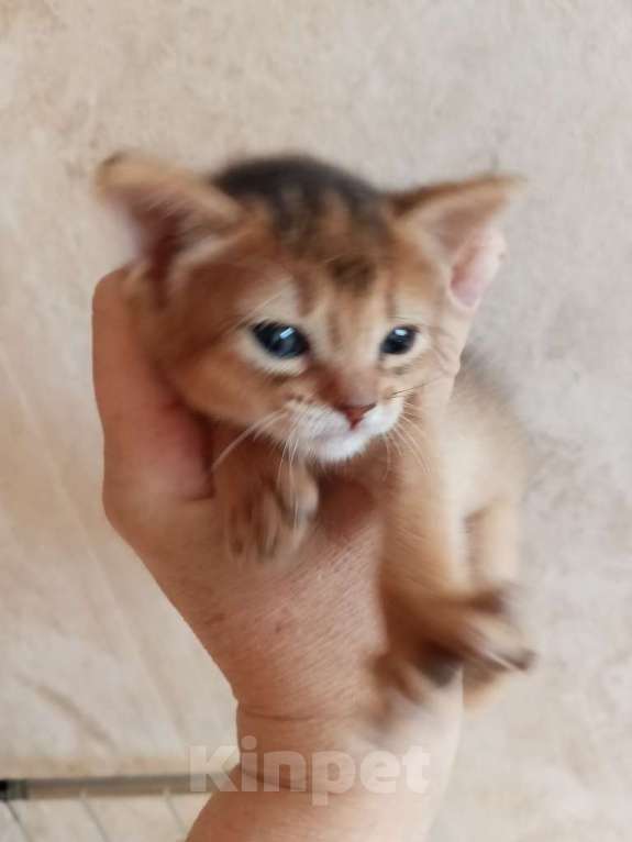 Кошки в Новосибирске: продам абессинку честокровную без д-в Девочка, 30 000 руб. - фото 1