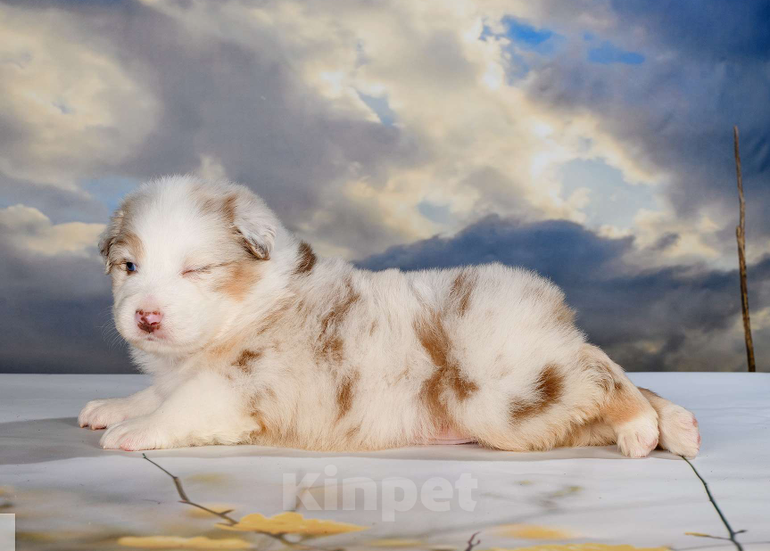 Собаки в Звенигороде: Щенки австралийской овчарки  Рождение 02.06.2025 Девочка, 60 000 руб. - фото 3