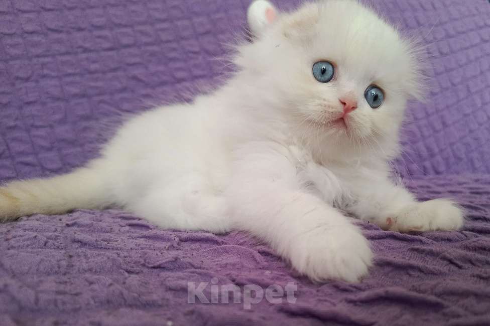 Кошки в Сочи: Шотландский длиношерстный вислоухий мальчик  Мальчик, 10 000 руб. - фото 4