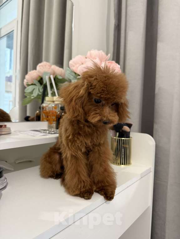 Собаки в Москве: Той пудель щенок Девочка, 100 000 руб. - фото 5