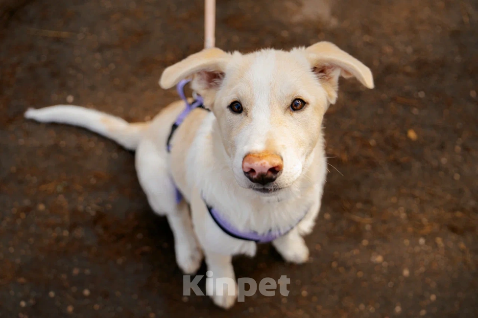Собаки в Красногорске: Щенок Афина 4 месяца ищет дом Девочка, Бесплатно - фото 8
