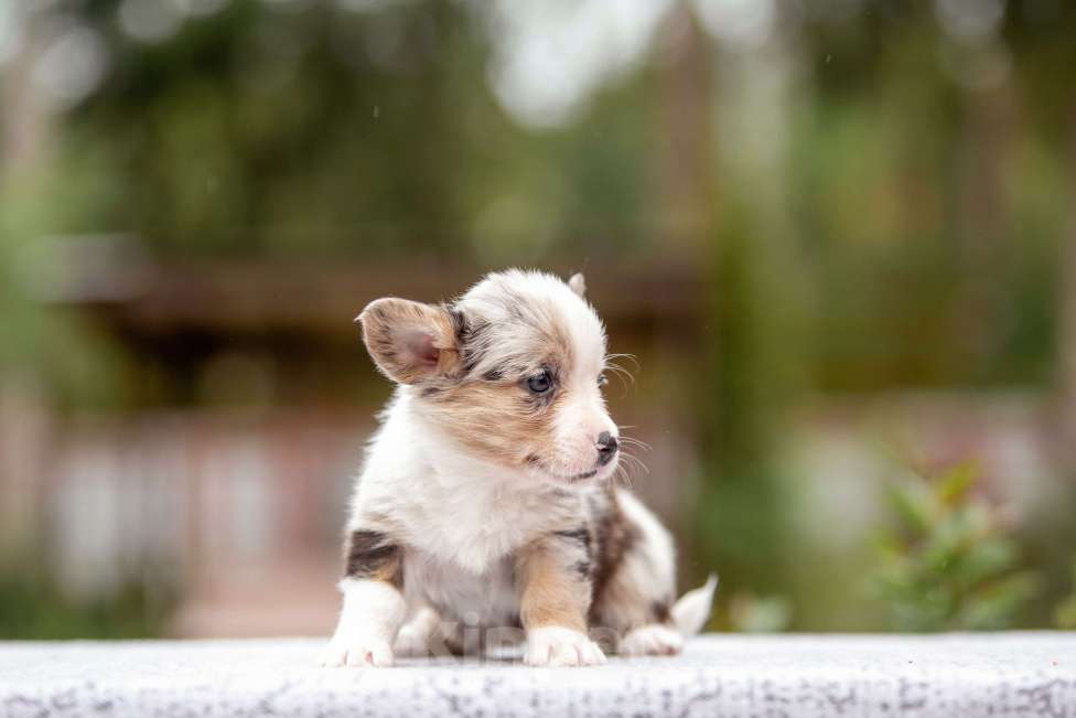 Собаки в Москве: Вельш корги кардиган Девочка, Бесплатно - фото 4