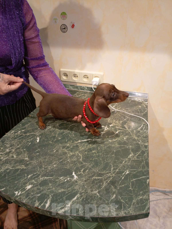 Собаки в Москве: Девочка 1700гр Девочка, 70 000 руб. - фото 3