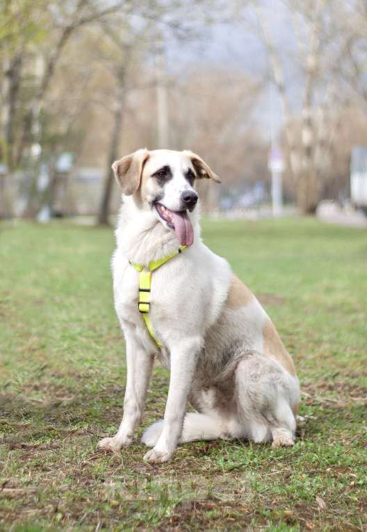 Собаки в Москве: Малыш Стич необычного окраса в поисках семьи Мальчик, Бесплатно - фото 2