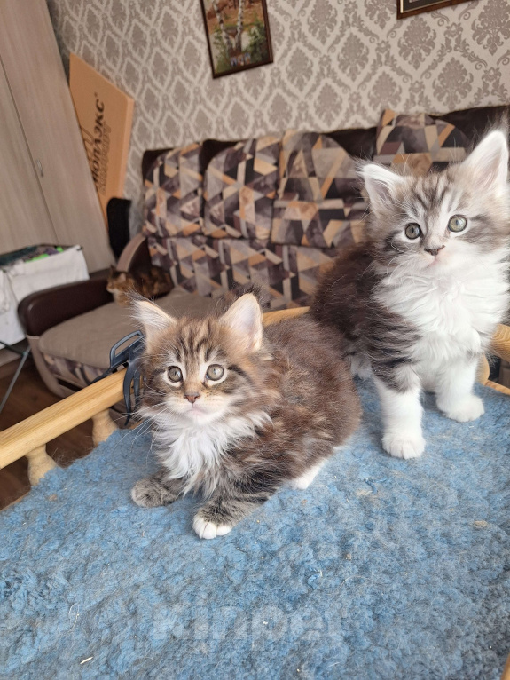 Кошки в Москве: Котята мейн кун Мальчик, 30 000 руб. - фото 3