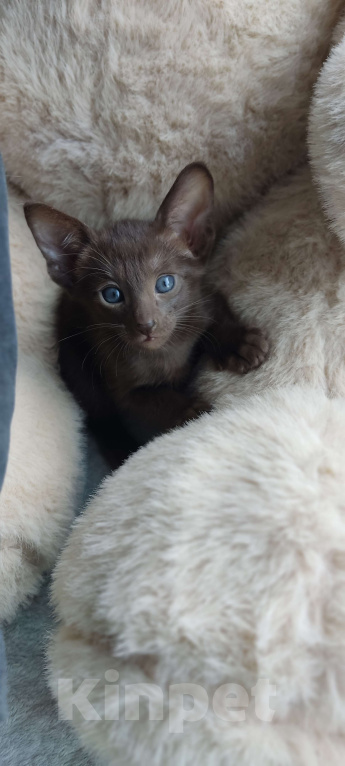 Кошки в Москве: Ориентальная девочка Девочка, 65 000 руб. - фото 7