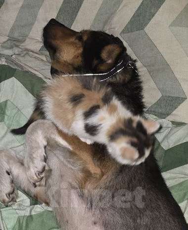 Кошки в Белгороде: Потерялась кошечка Девочка, Бесплатно - фото 3