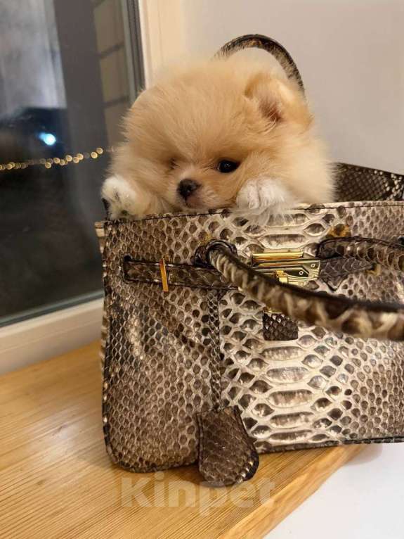 Собаки в Москве: микро щенок шпиц Мальчик, 85 555 руб. - фото 5