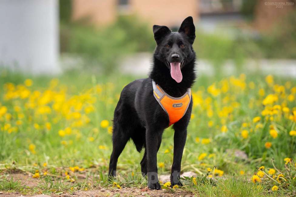 Собаки в Москве: Уголек - с горячей искоркой в сердце Мальчик, Бесплатно - фото 3