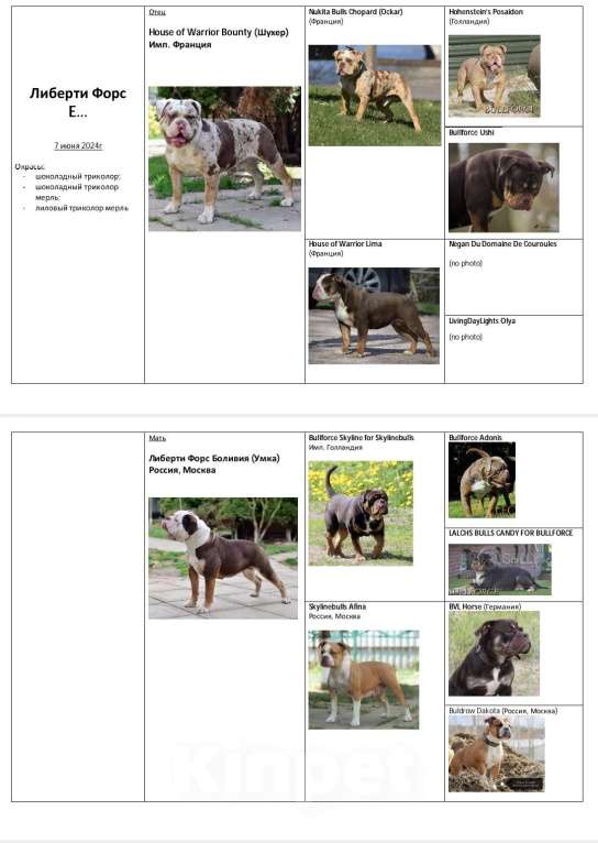 Собаки в Москве: Девочки Староанглийского бульдога  Девочка, 50 000 руб. - фото 3