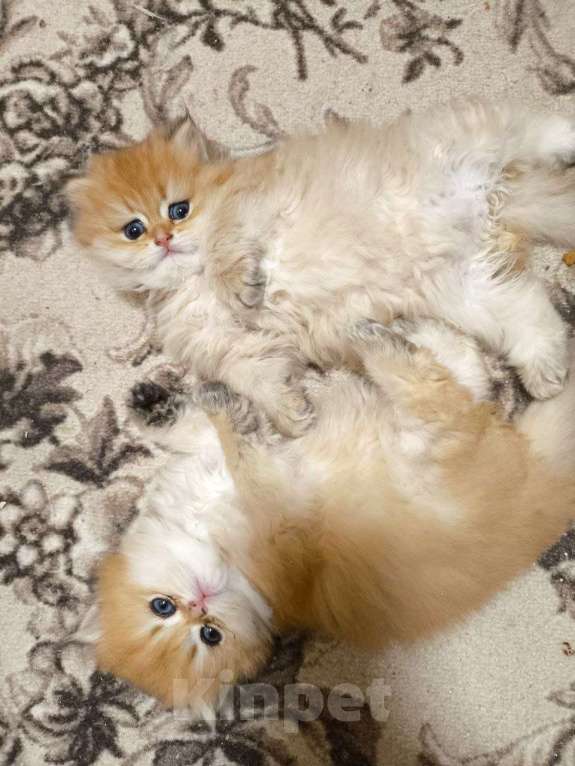 Кошки в Москве: Шикарные золотые шиншиллы котятки Мальчик, 50 000 руб. - фото 1
