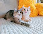 Кошки в Санкт-Петербурге: Котята 2 мес. британец и сибирская в одну семью Мальчик, 200 руб. - фото 3
