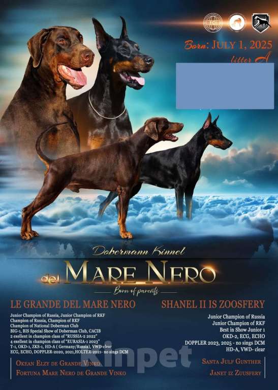 Собаки в Ейске: щенки добермана Девочка, 80 000 руб. - фото 3